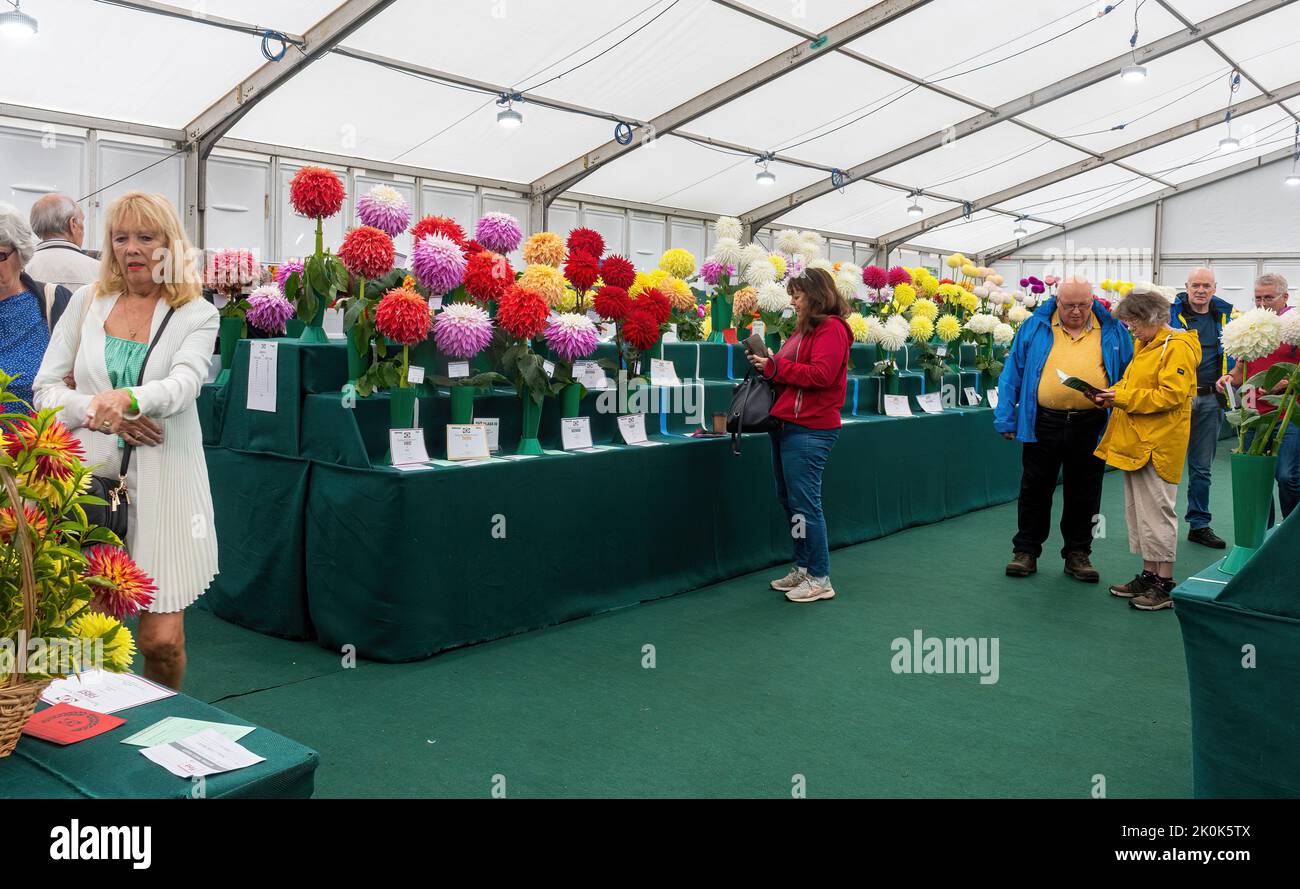 RHS Garden Wisley Flower Show September 2022, an annual horticultural event in Surrey, England, UK, Colourful display of dahlias inside a marquee. Stock Photo