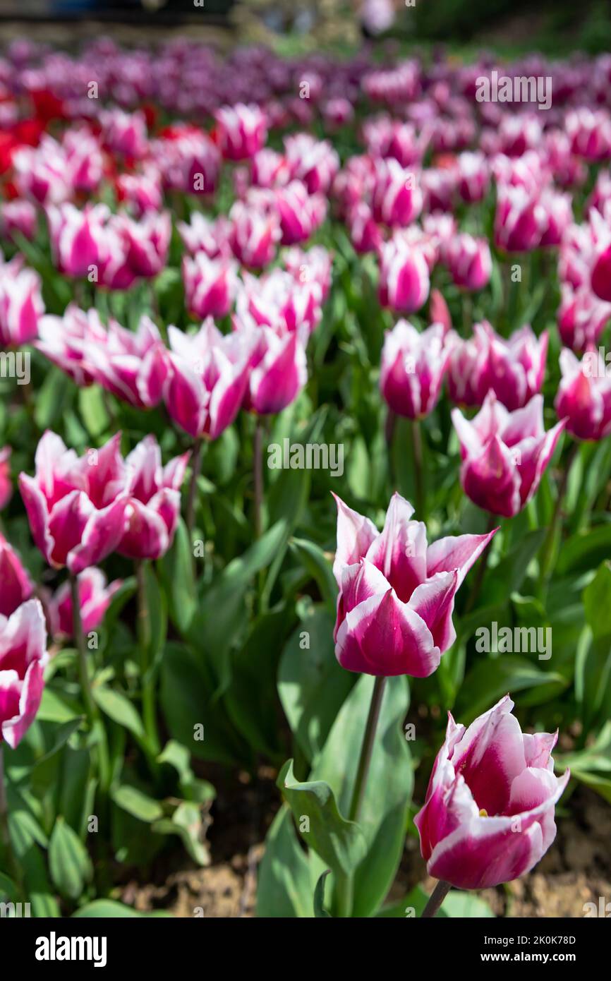 colorful flowers background in spring , background for post card ,purple tulip Stock Photo