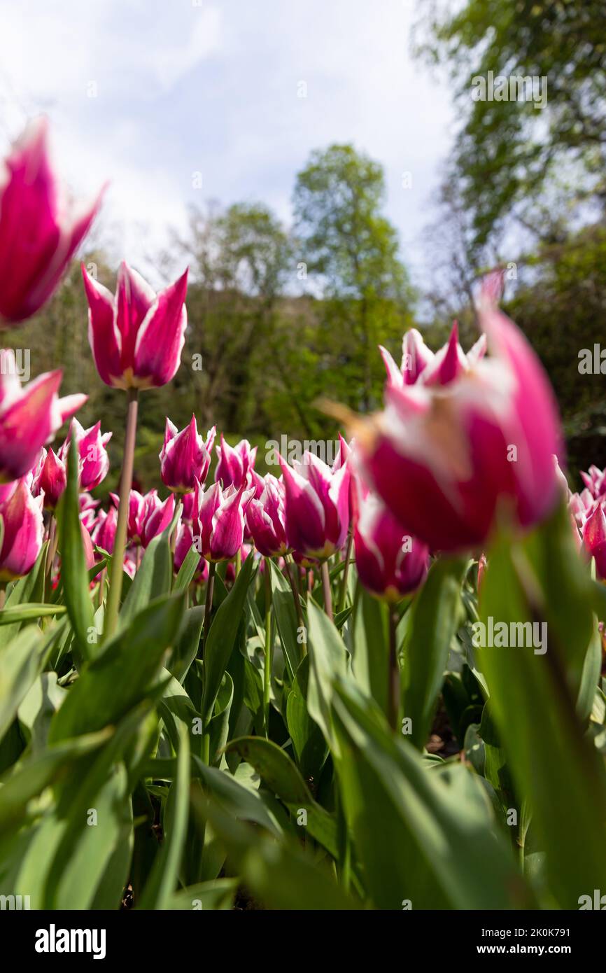colorful flowers background in spring , background for post card ,purple tulip Stock Photo