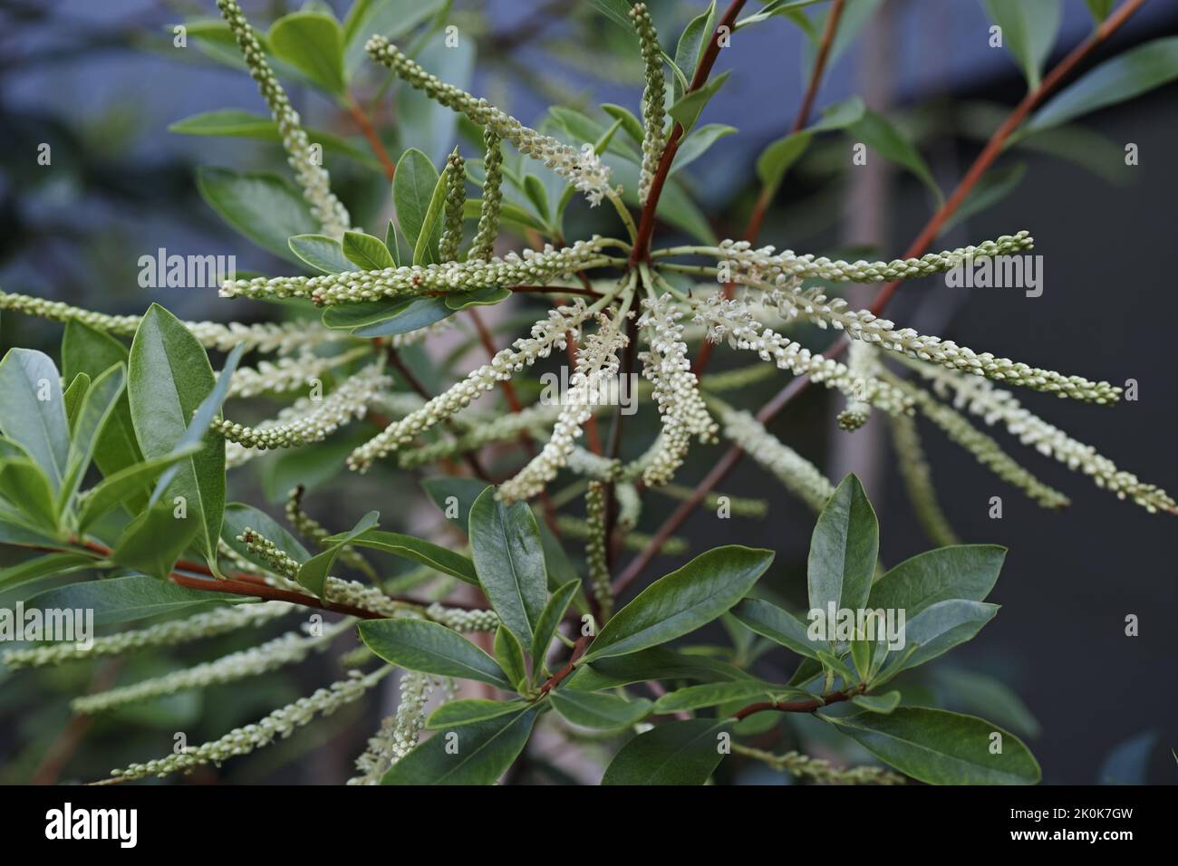 A closeup of Cyrilla racemiflora, Black Titi. Stock Photo
