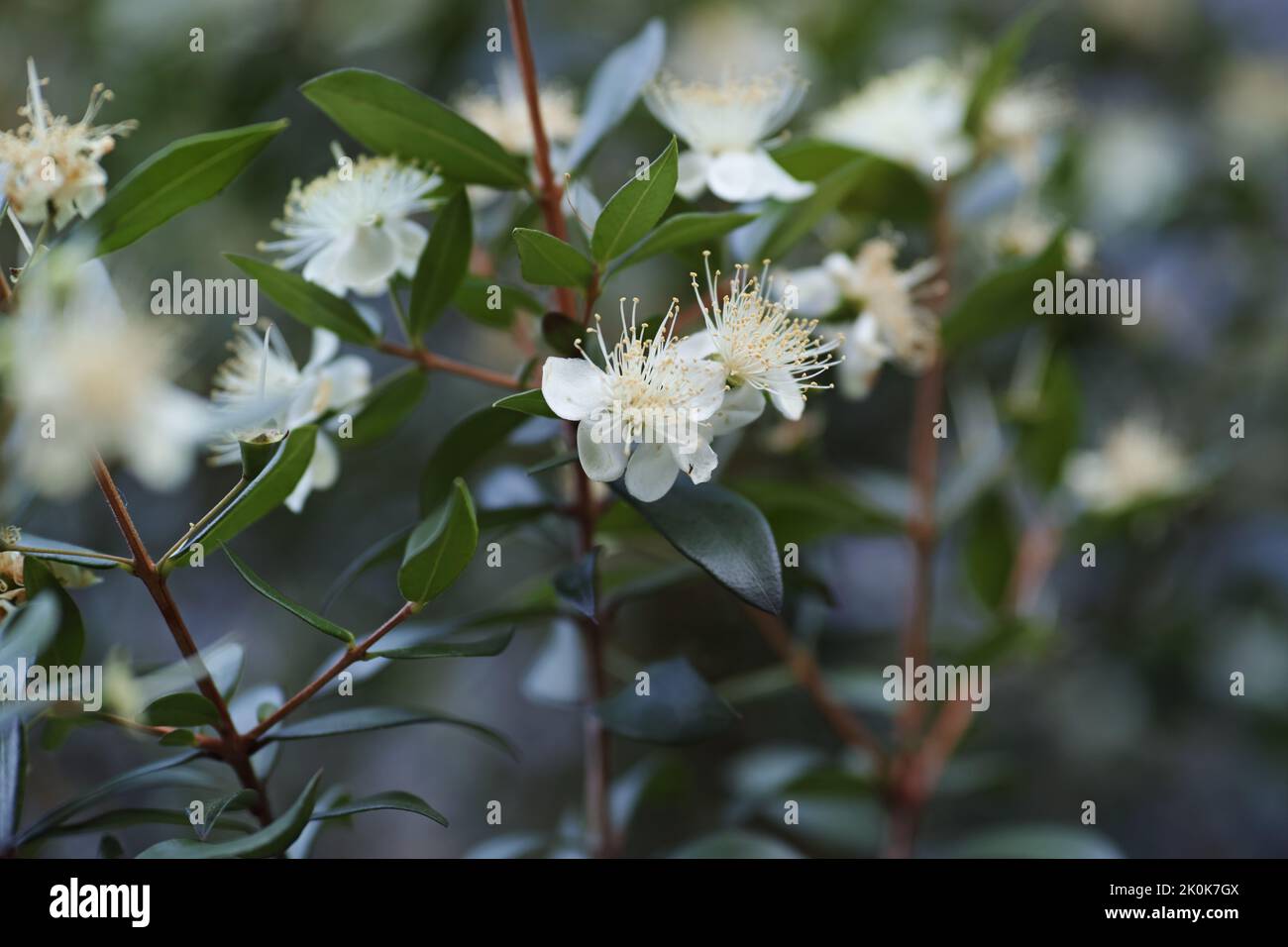 A closeup of Myrtus communis, the common myrtle. Stock Photo