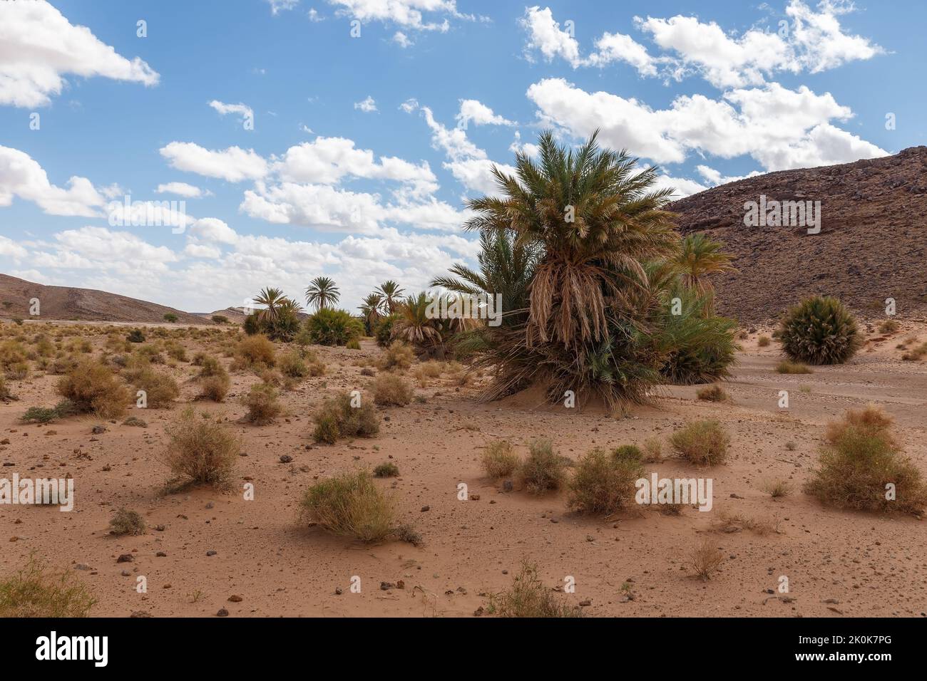 Palm tree and dry grass in the Sahara Desert. Beautiful desert