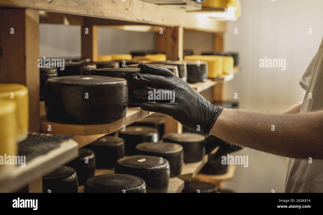 A farmer turns over cheese heads on wooden shelves in the cheese