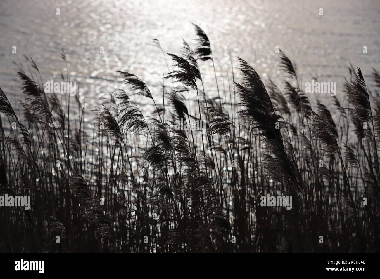Wind Blowing Reeds A monochrome shot of reeds blowing in the wind with seascape in the ...