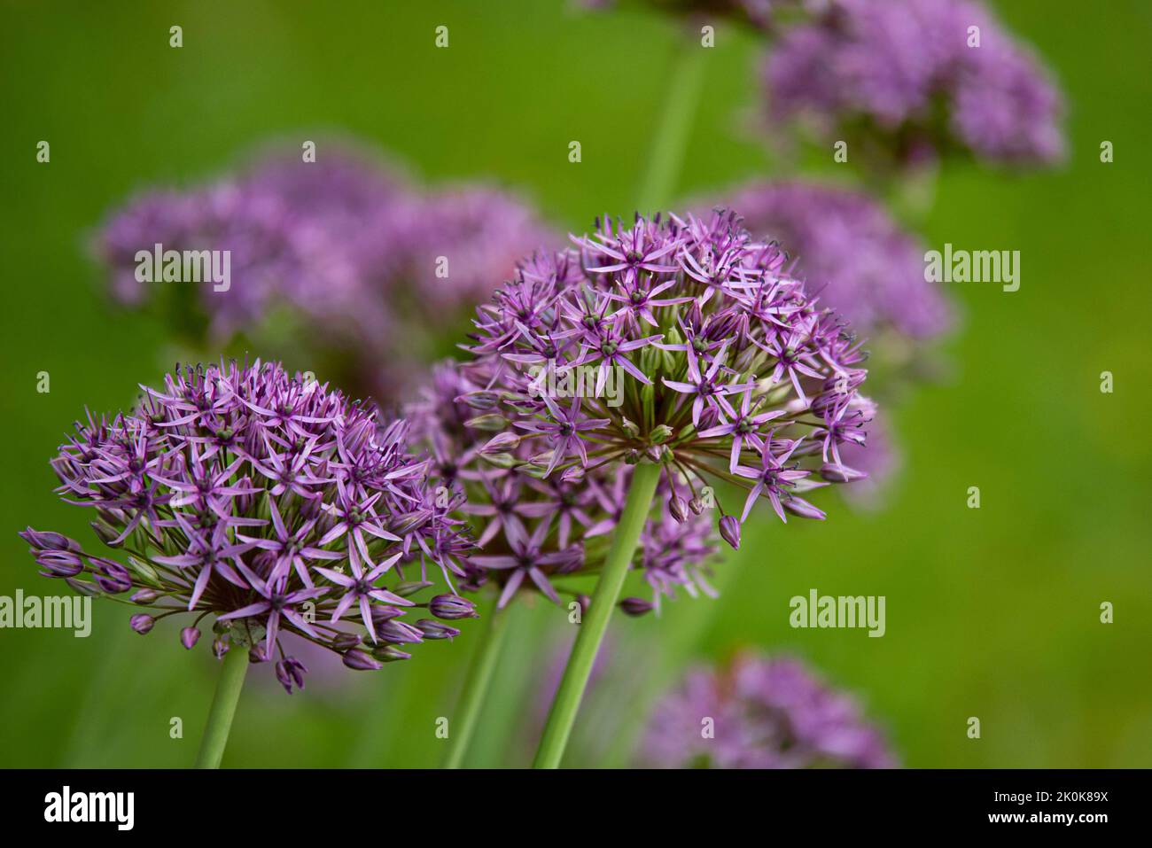 A closeup shot of a group of purple Allium rosenbachianum flowers Stock Photo