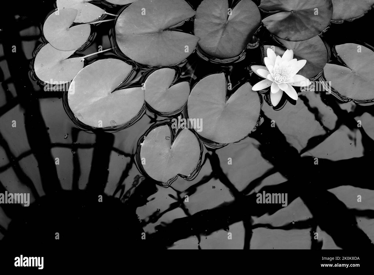 black and white image of water lilly and pads with conservatory roof reflected in the still water Stock Photo