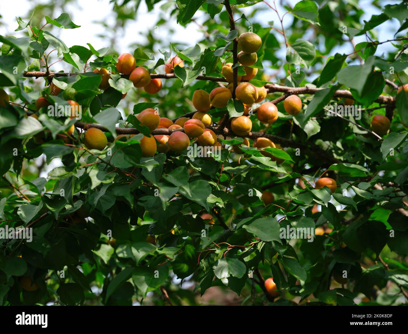 Ripe organic apricots on a tree branches in the orchard. Stock Photo