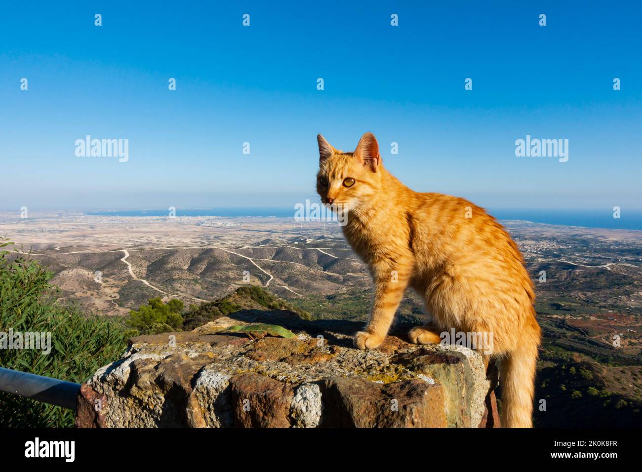 Ginger Cat at Stavrovouni Monastery, with a view of Larnaca behind. Cyprus Stock Photo