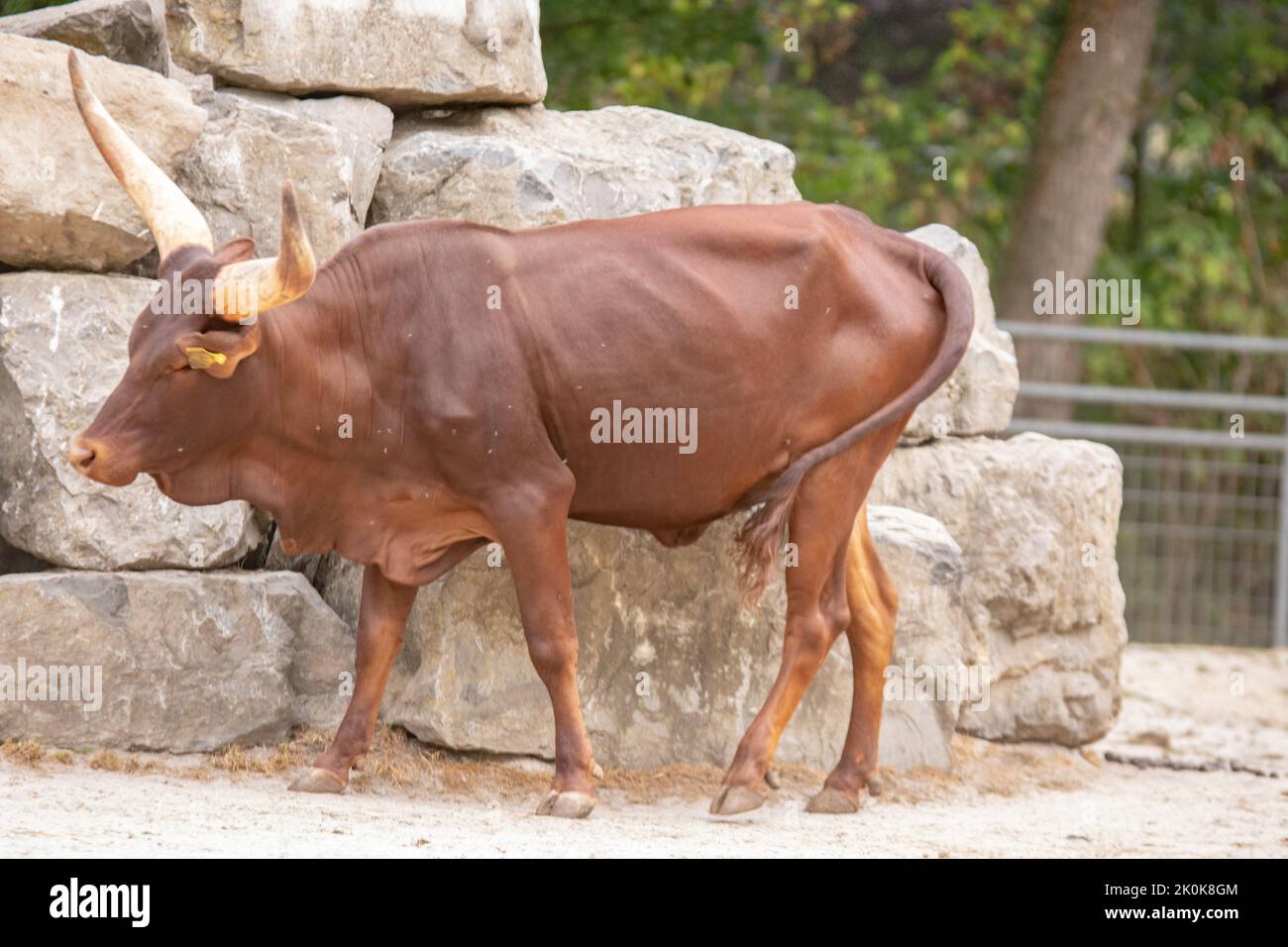 The Watussirind or Ankolerind is a breed of domestic cattle in East Africa. It was created by crossing ancient Egyptian longhorn cattle with humpback Stock Photo