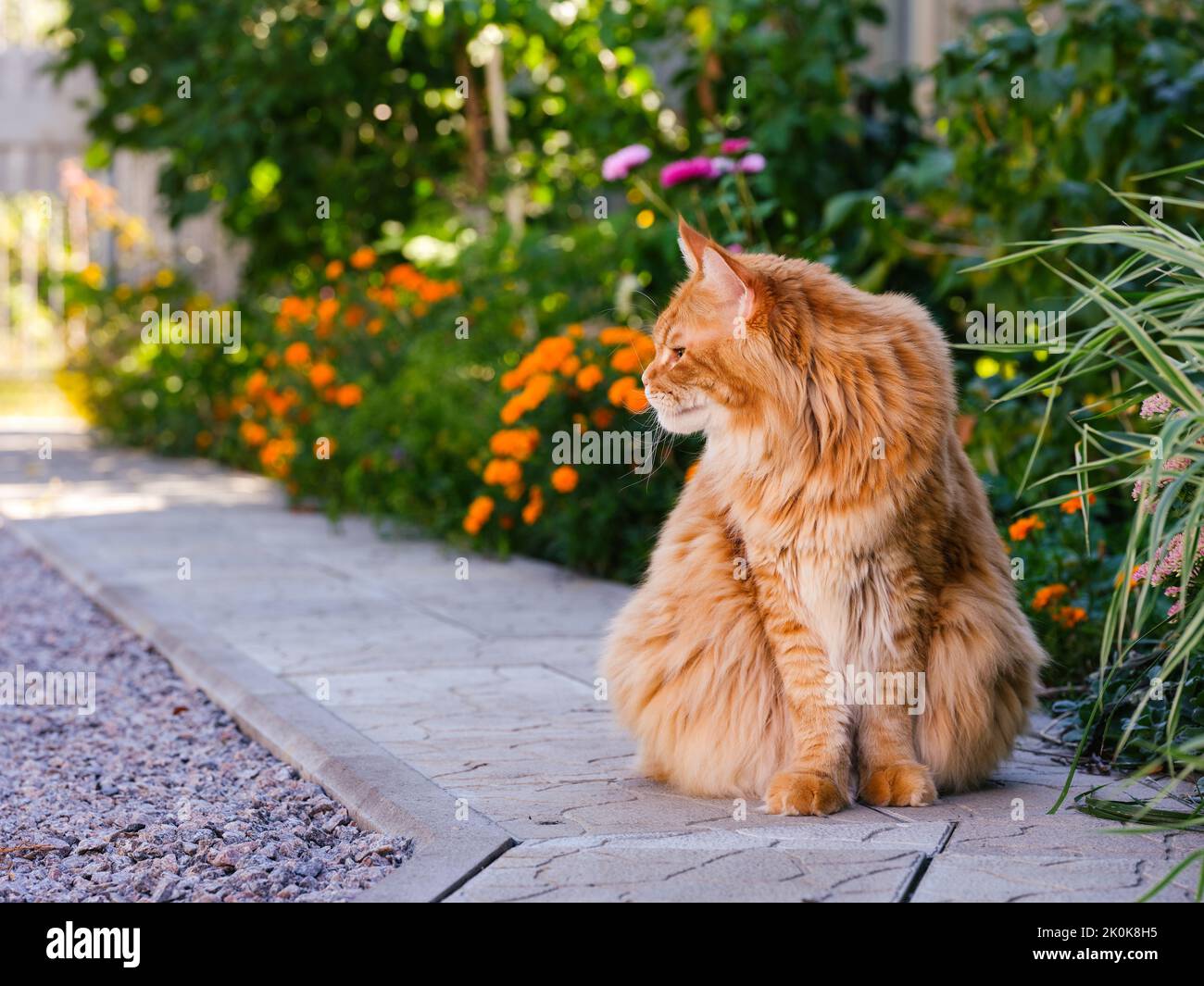 A ginger Maine Coon cat sitting on the path in the garden. Stock Photo