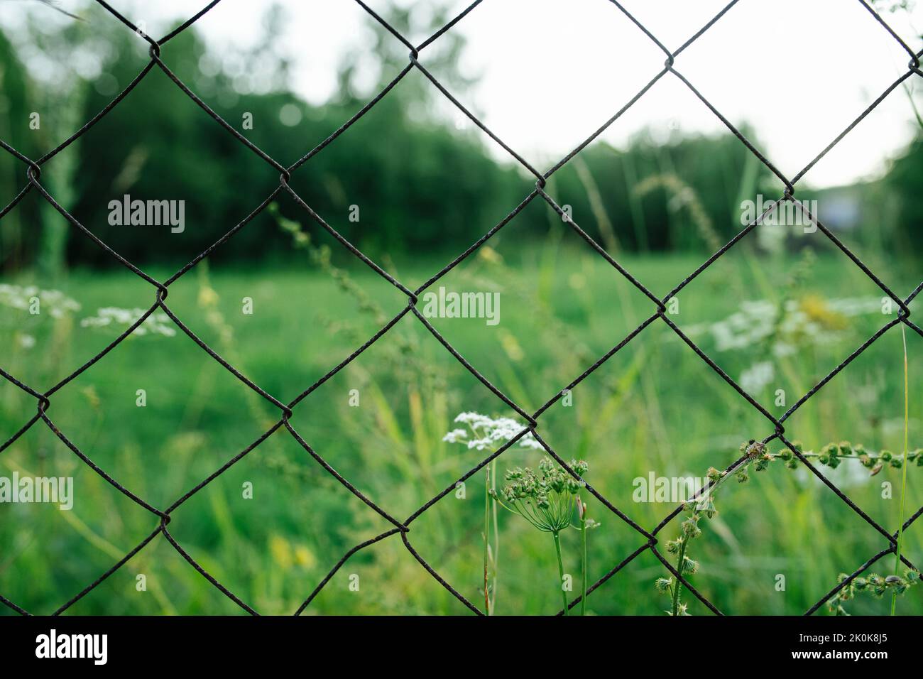 Metal net fence in front of a blurred green field. Stock Photo