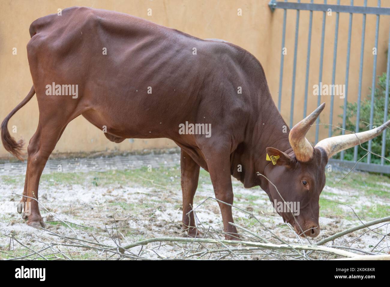 The Watussirind or Ankolerind is a breed of domestic cattle in East Africa. It was created by crossing ancient Egyptian longhorn cattle with humpback Stock Photo
