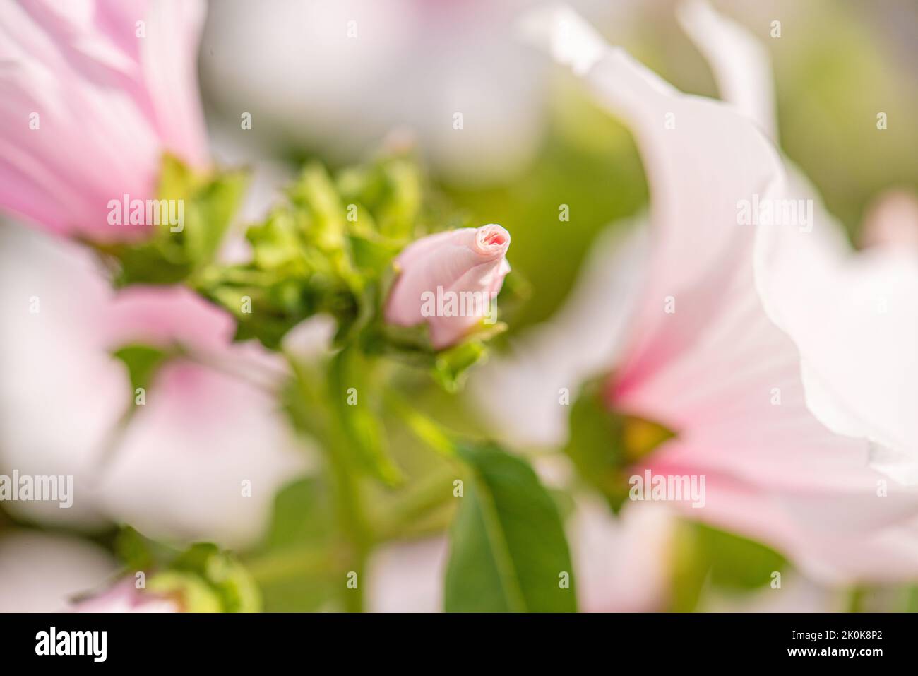 a close up of a closed lavatera Stock Photo