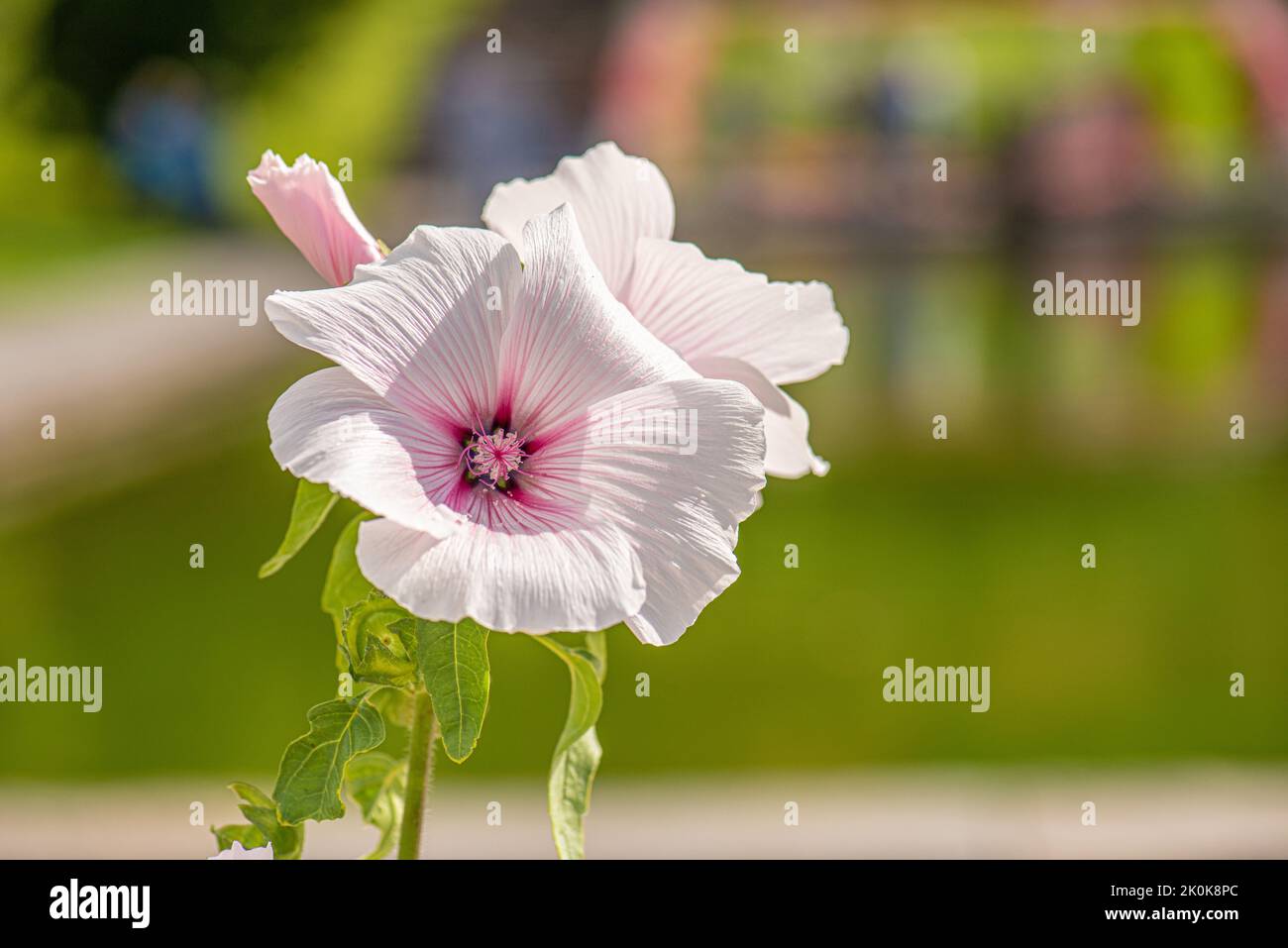 a pink lavatera isolated on a blurred green background Stock Photo