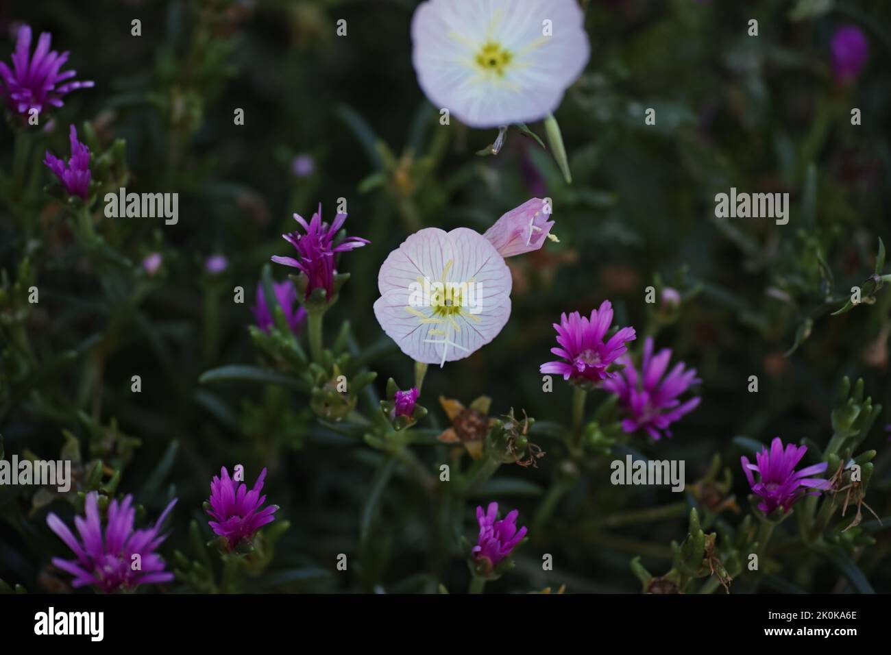 Closeup shot plants white hi-res stock photography and images - Alamy