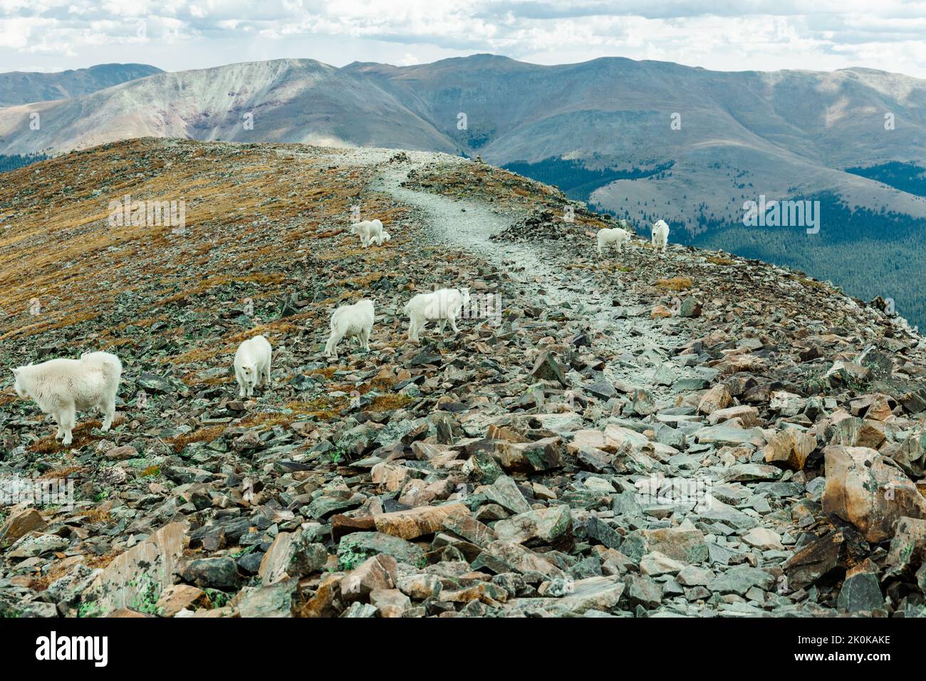 Goats on the top of a mountain (Quandary Peak, CO) Stock Photo