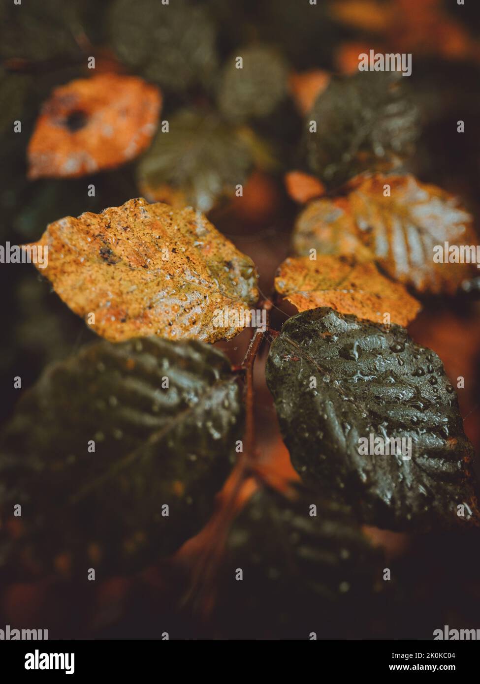 Bright red wet leaves hi-res stock photography and images - Alamy