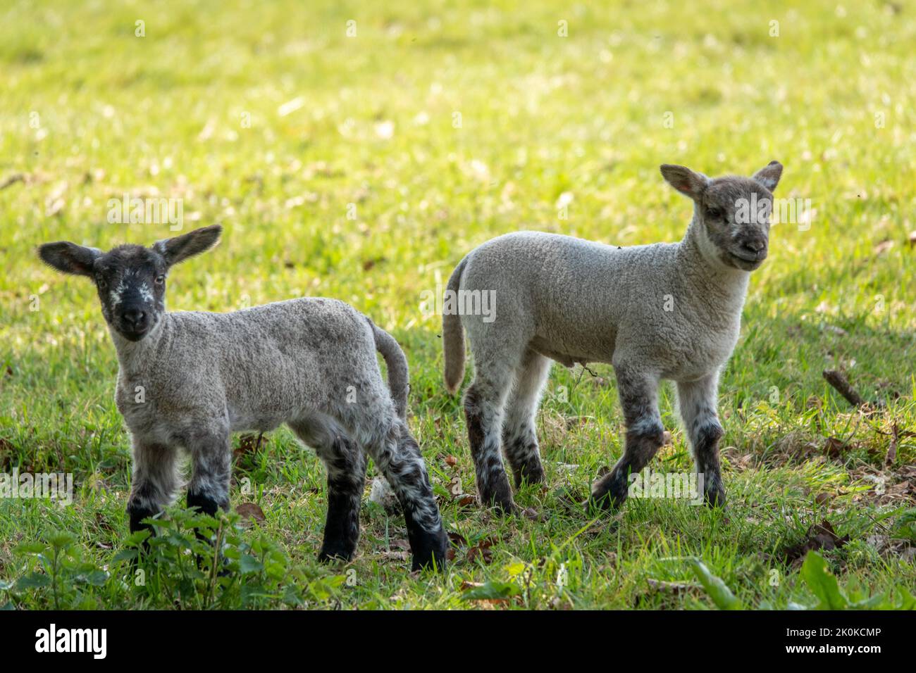cute lambs with black legs and faces in the spring sunshine Stock Photo