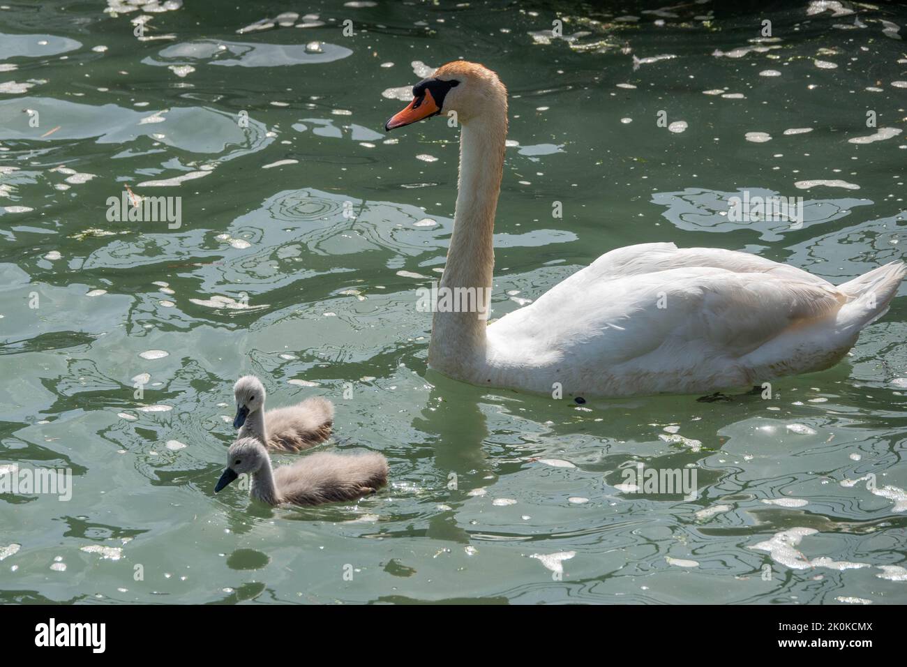 swan on the water with her cute cygnets Stock Photo