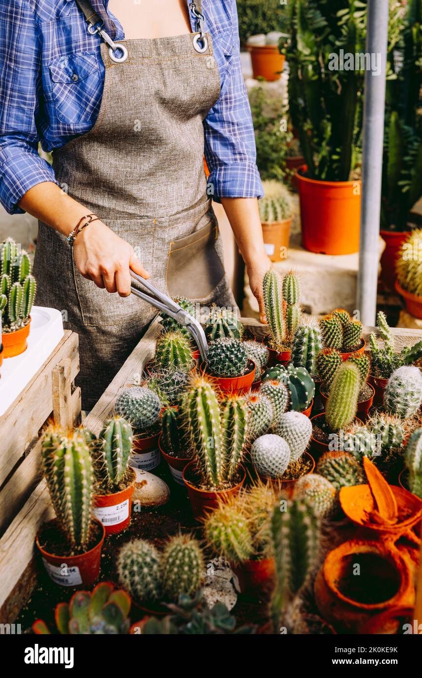 Anonymous person in apron using tongs to put pot with cactus into box  during work in glasshouse Stock Photo - Alamy