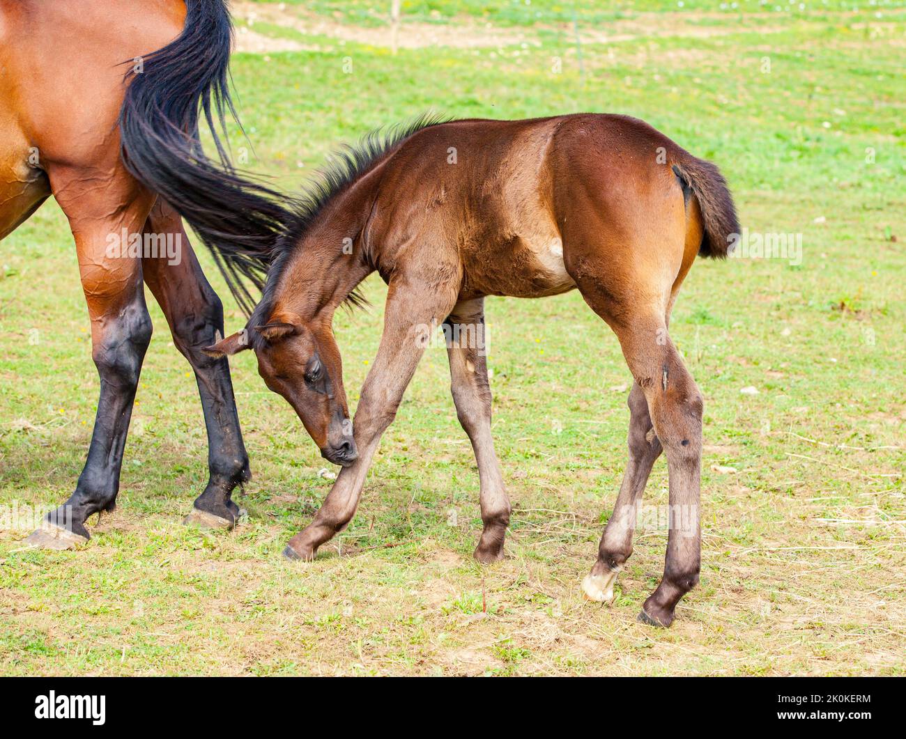 bay foal who is with his mother in the summer in a meadow Stock Photo