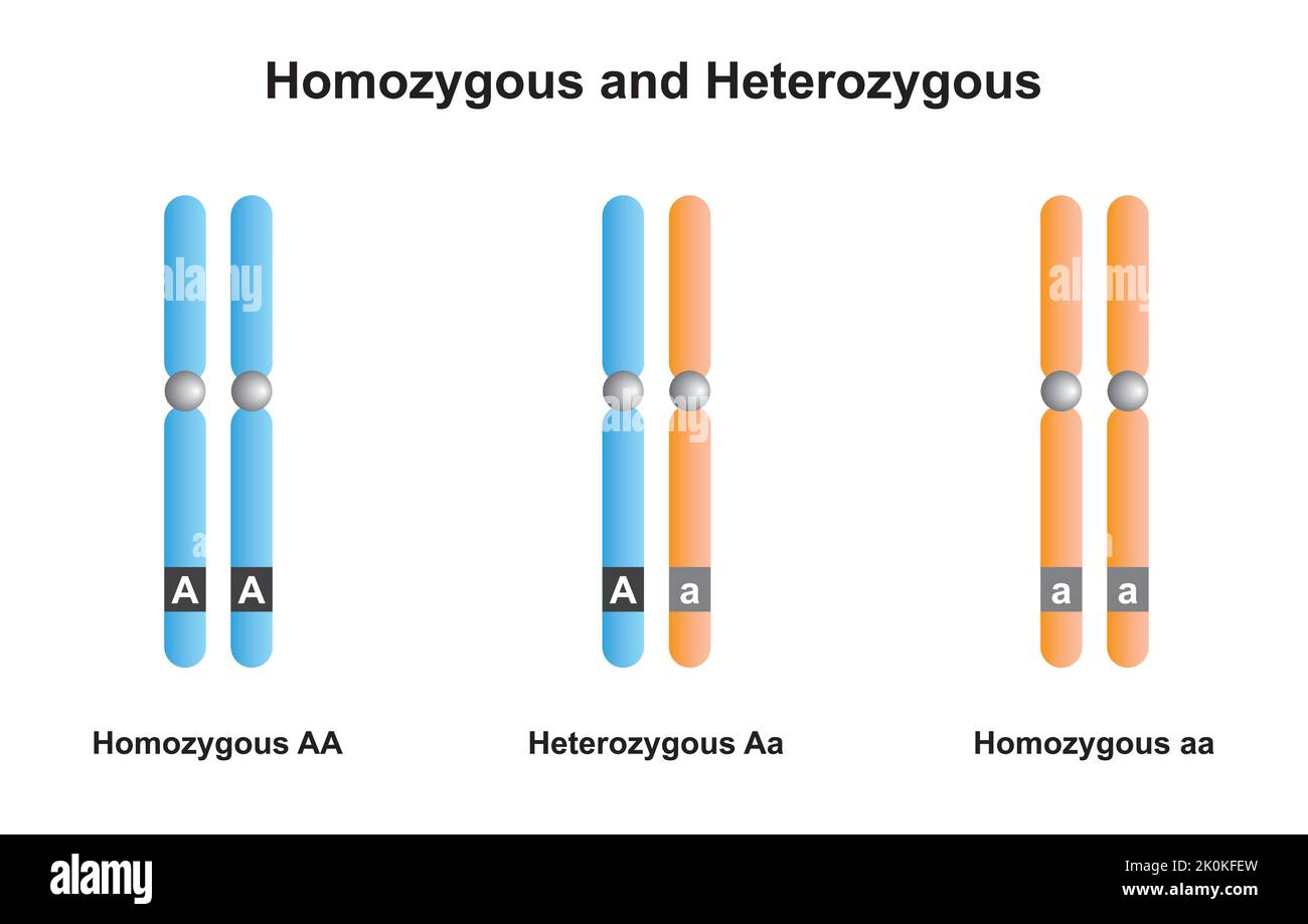 Scientific Designing of Homozygous And Heterozygous Chromosomes. Colorful Symbols. Vector Illustration. Stock Vector