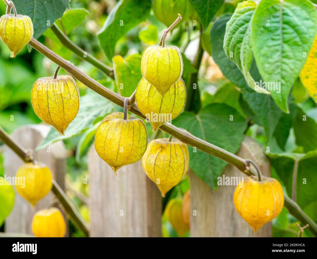 detail of Cape gooseberry or goldenberry fruits (Physalis peruviana) with blurred background - Physalis plant Stock Photo
