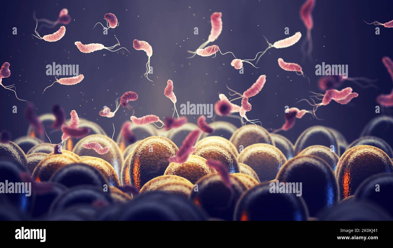Helicobacter Pylori is a gastrointestinal bacterium that can affect the stomach lining and cause ulcers or even cancer. Gut microbiota composition Stock Photo