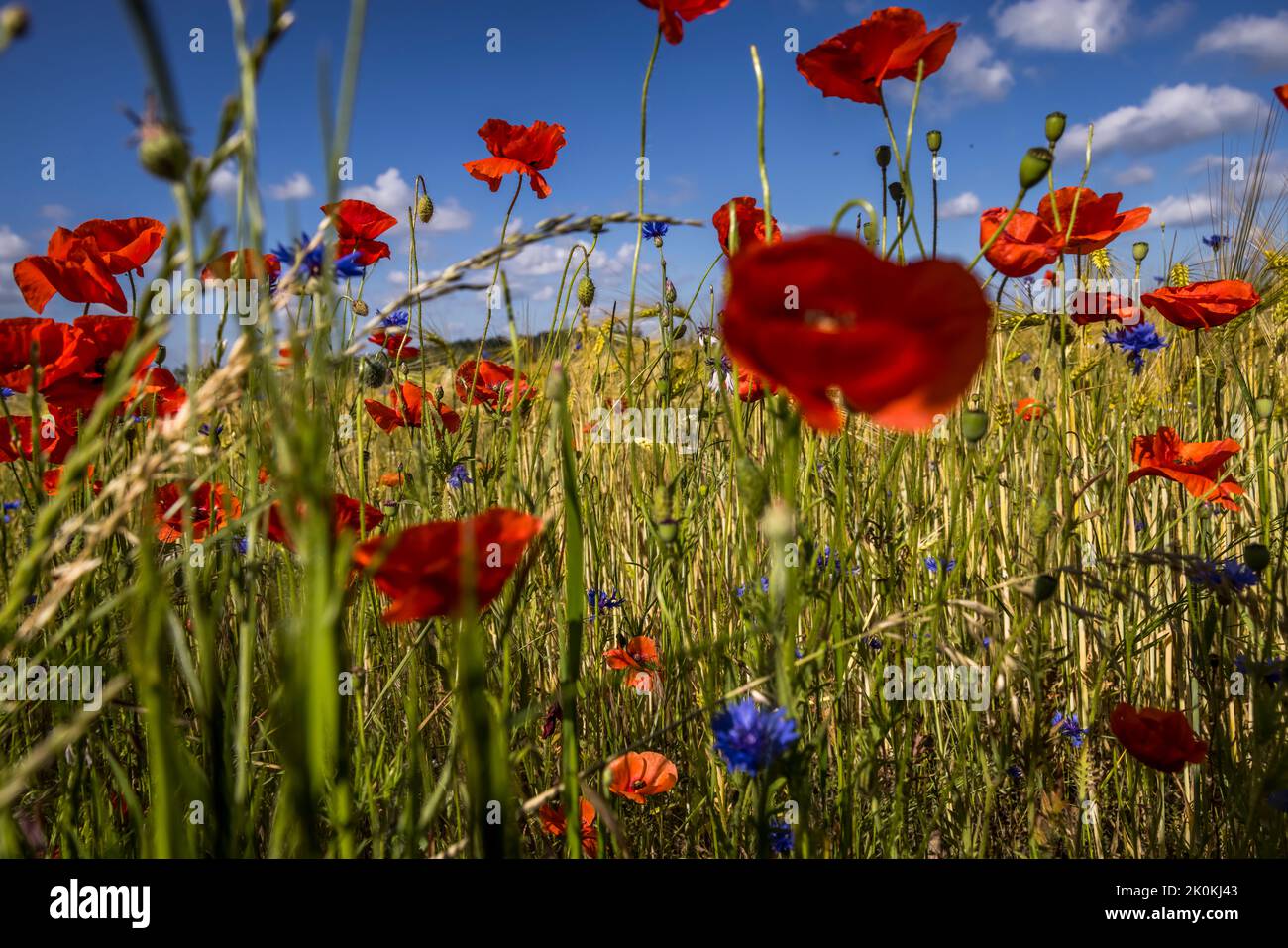 Flower meadow in the, popular vacation region Müritz in Mecklenburg