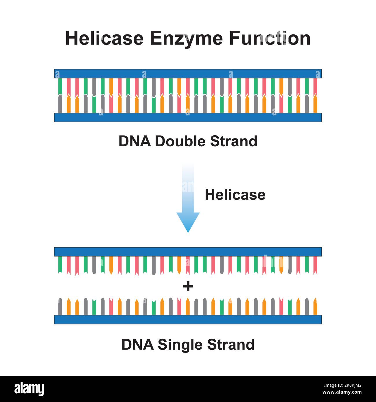 Scientific Designing of Helicase Enzyme Effect on DNA Molecule. From DNA Double Strand to DNA Single Strand. Colorful Symbols. Vector Illustration. Stock Vector