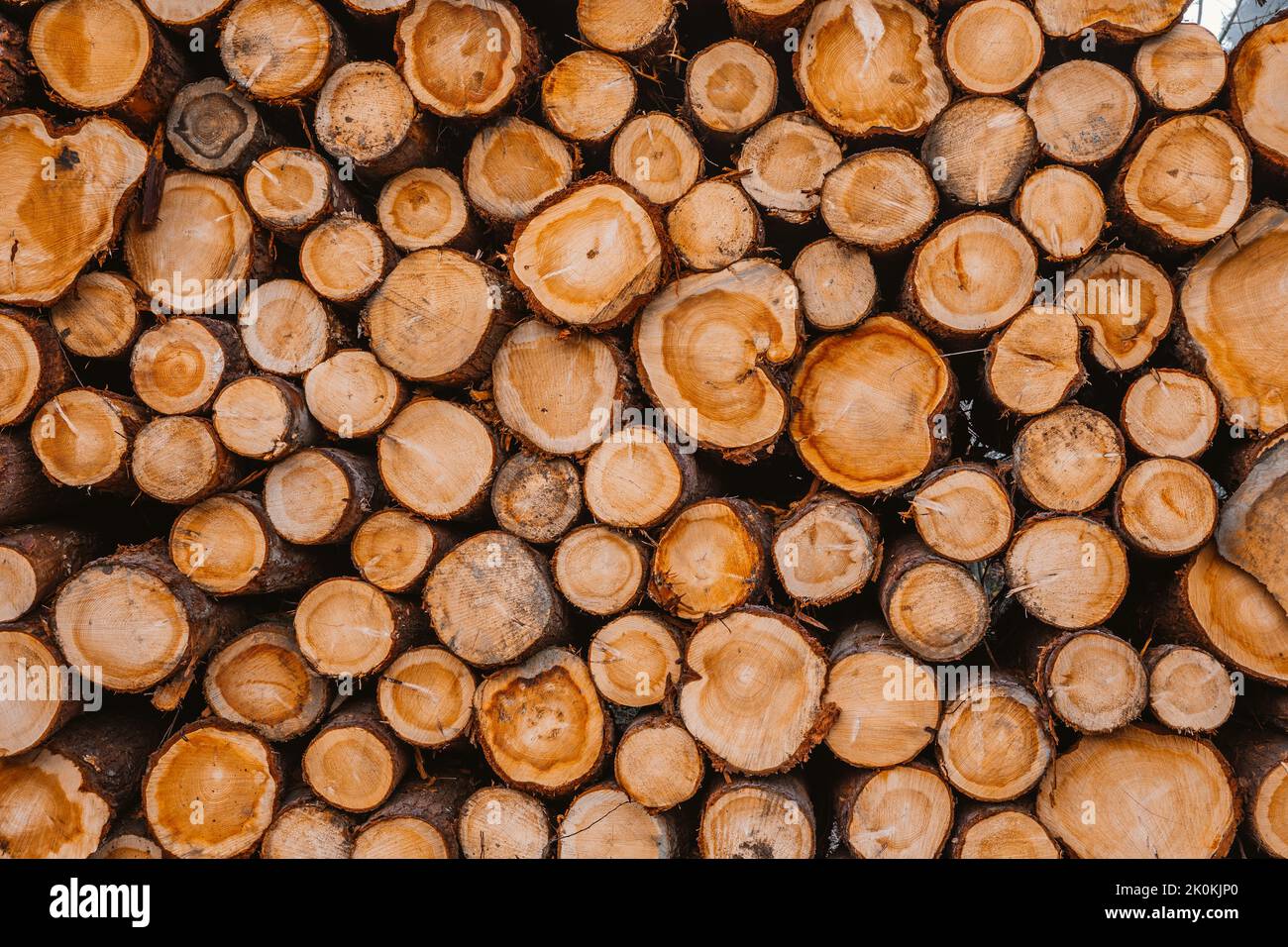 Background of cut logs Stock Photo Alamy Background of cut logs Stock Photo Alamy