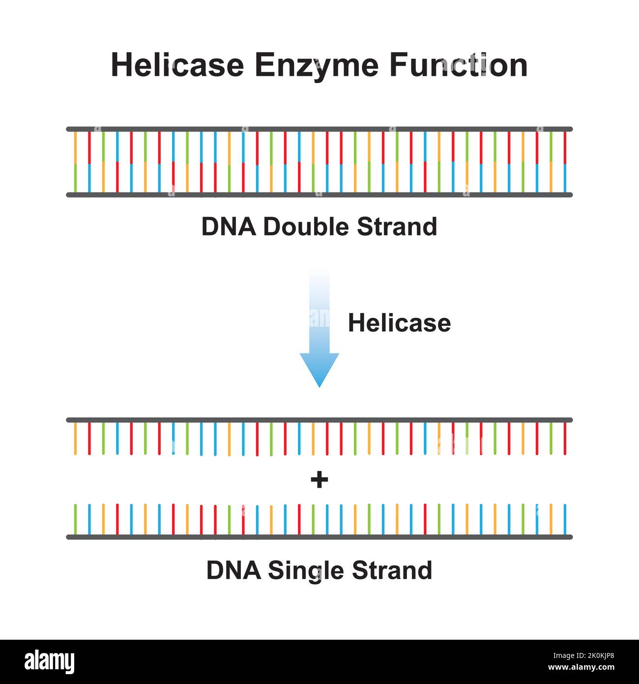 Scientific Designing of Helicase Enzyme Effect on DNA Molecule. From DNA Double Strand to DNA Single Strand. Colorful Symbols. Vector Illustration. Stock Vector