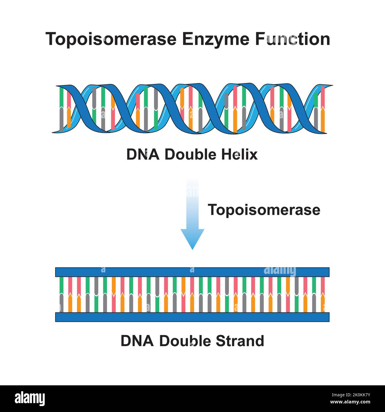 Scientific Designing of Topoisomerase Enzyme Effect on DNA Molecule. From DNA Helix to DNA Strand. Colorful Symbols. Vector Illustration. Stock Vector