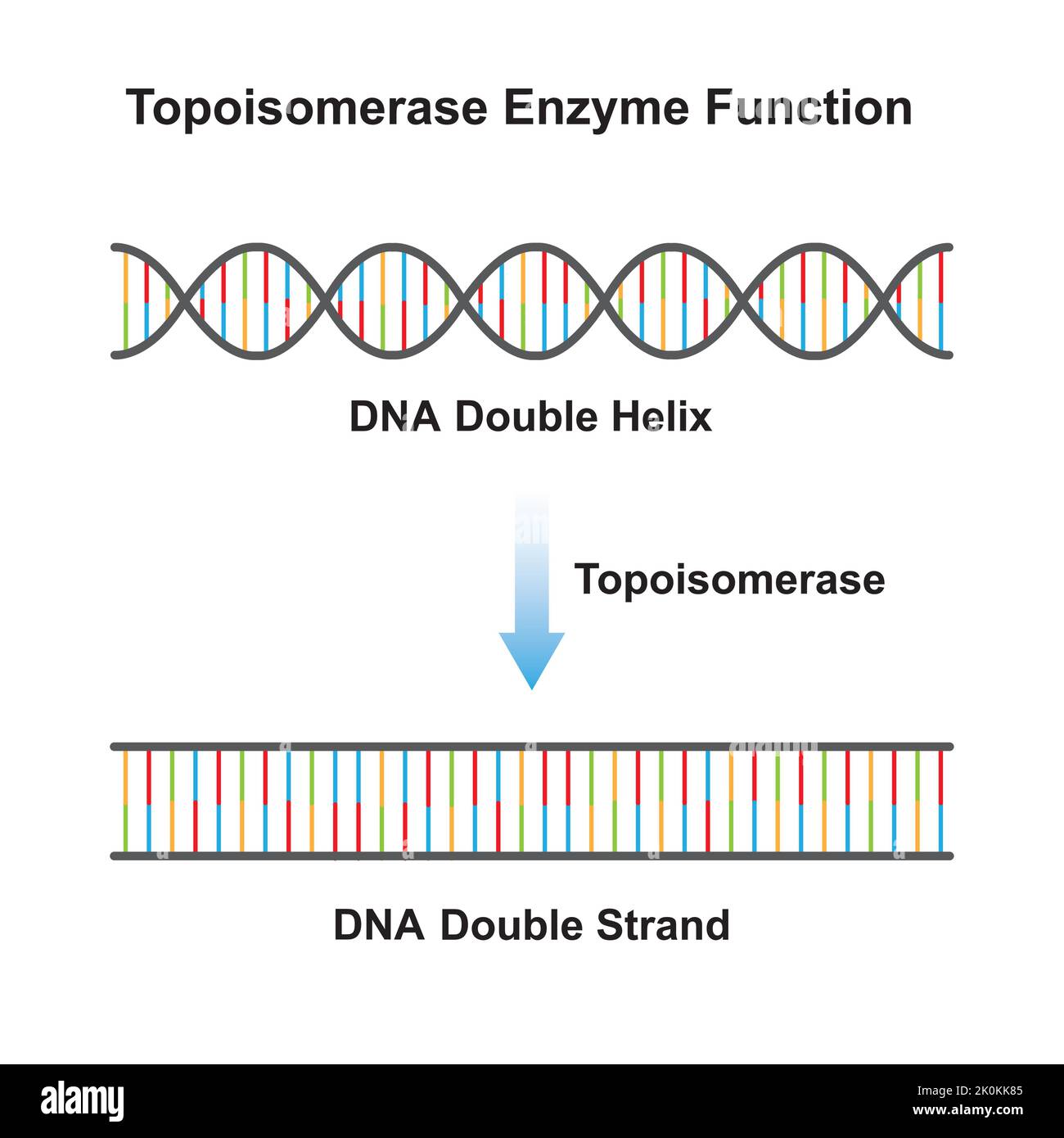 Scientific Designing of Topoisomerase Enzyme Effect on DNA Molecule. From DNA Helix to DNA Strand. Colorful Symbols. Vector Illustration. Stock Vector