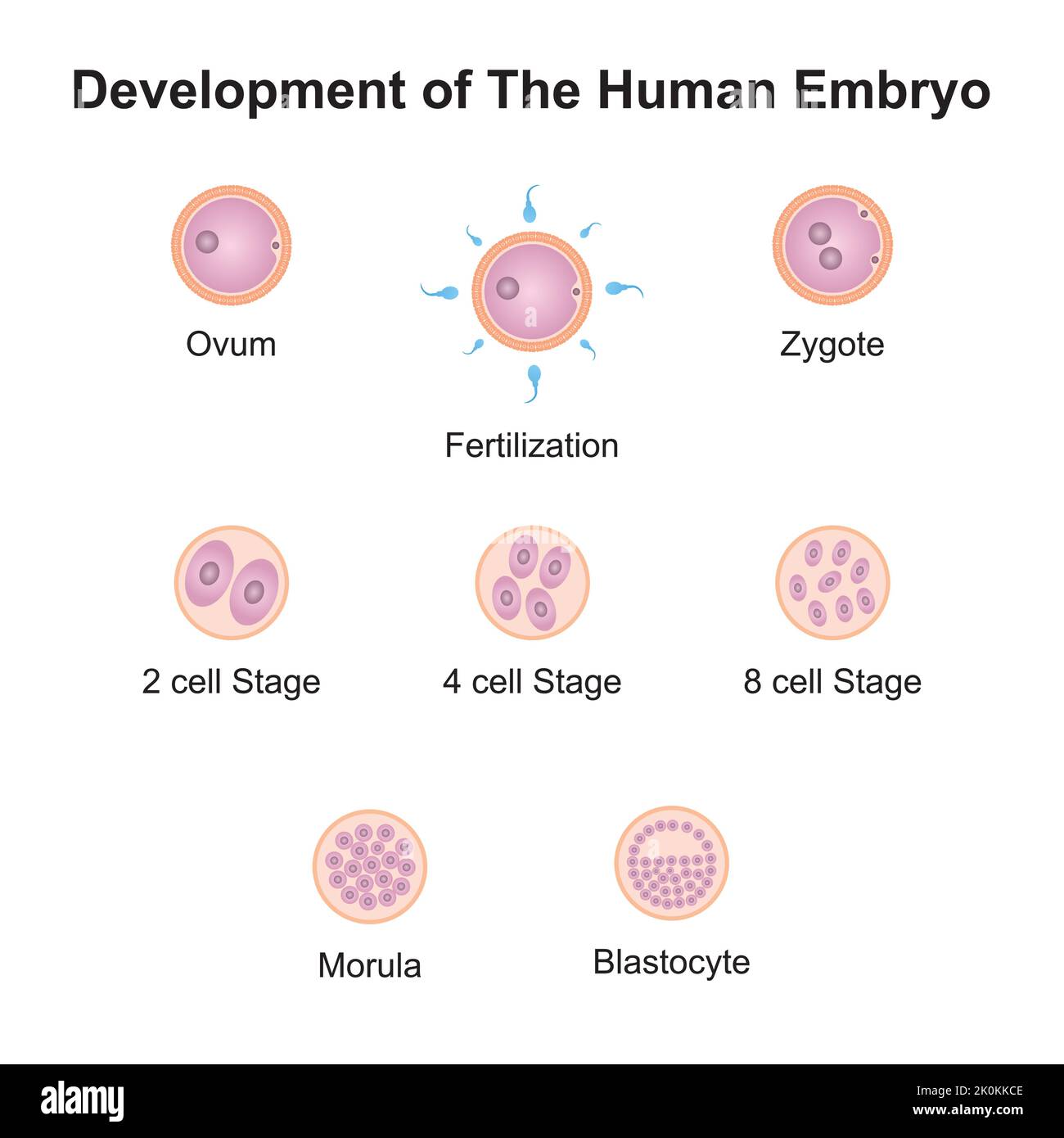 Scientific Designing of Human Embryo Development. Colorful Symbols. Vector Illustration. Stock Vector