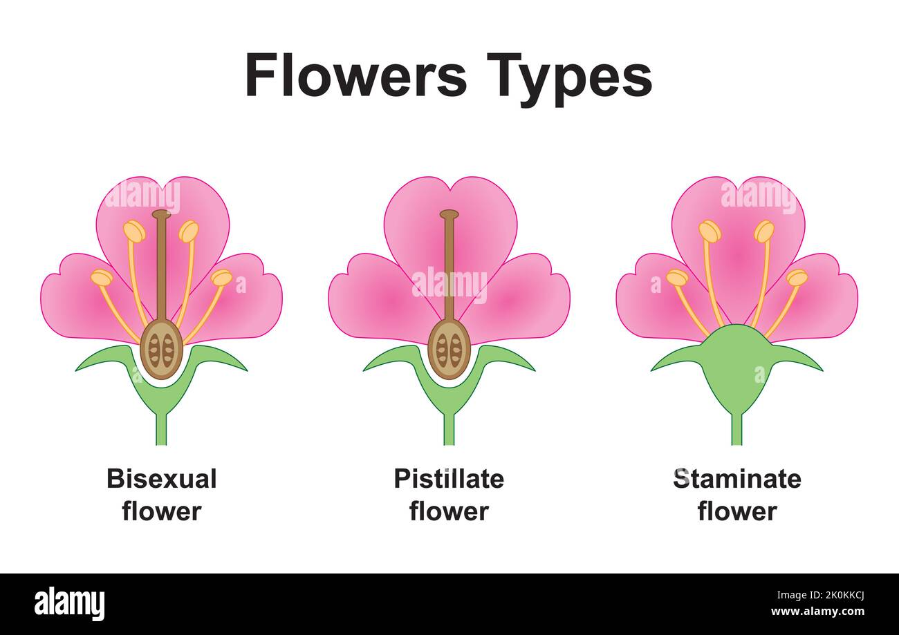 Scientific Designing of Flowers Types. The Plants Fertilization Differences. Colorful Symbols. Vector Illustration. Stock Vector