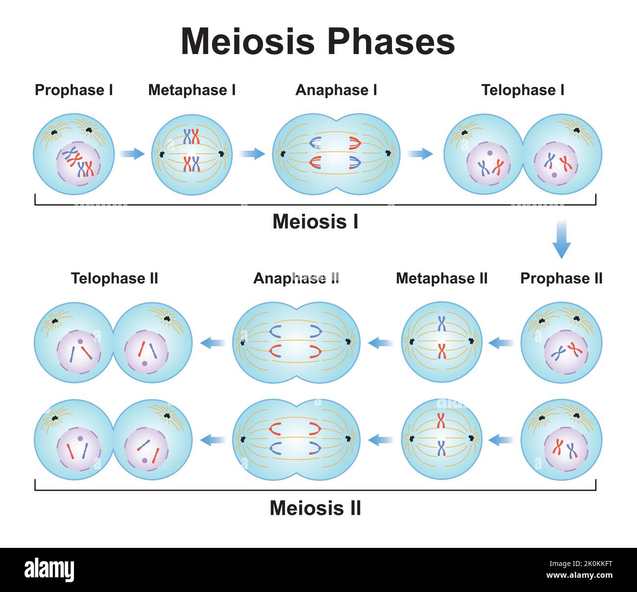 Scientific Designing of Meiosis Phases. Germ Cell Division Process. Colorful Symbols. Vector Illustration. Stock Vector