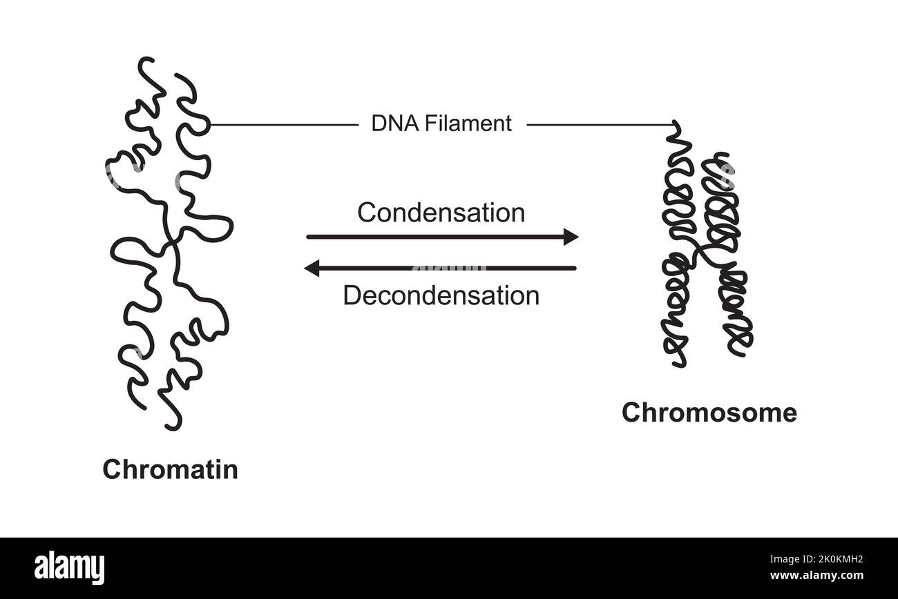 Scientific Designing of Chromatin Condensation and Chromosome Decondensation. Colorful Symbols. Vector Illustration. Stock Vector