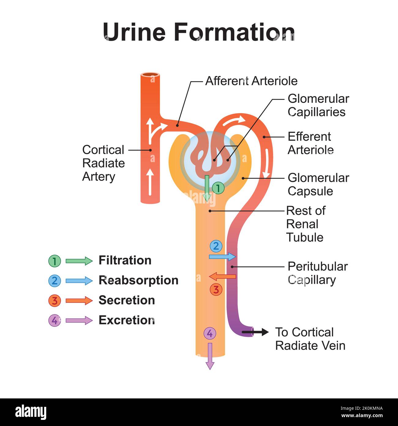 Scientific Designing of Urine Formation. Glomerular Filtration, Reabsorption And Secretion