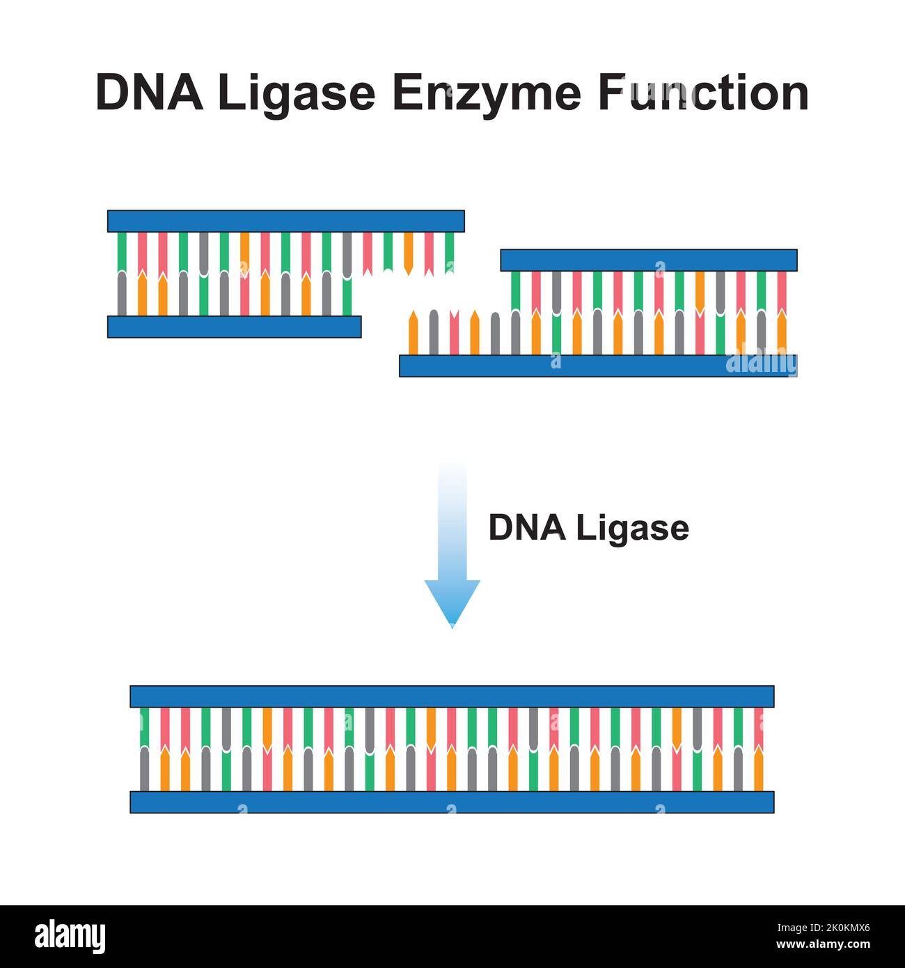 Scientific Designing of DNA Ligase Enzyme Effect on DNA Molecule. Ligation of DNA Molecule. Colorful Symbols. Vector Illustration. Stock Vector