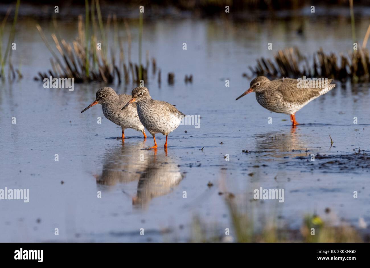 Three birds display hi-res stock photography and images - Alamy