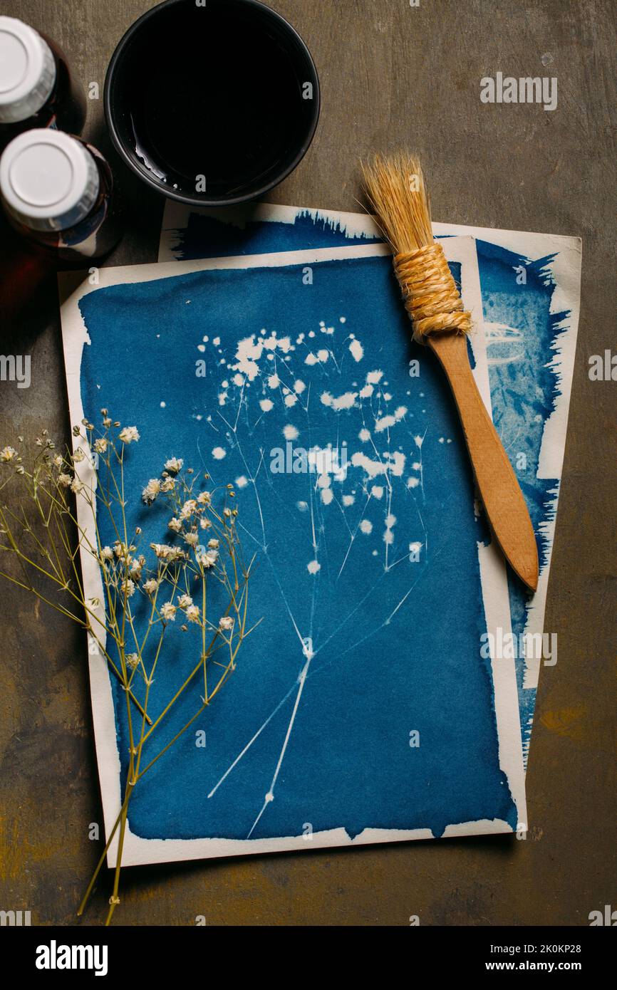 Herbal cyanotype Stock Photo
