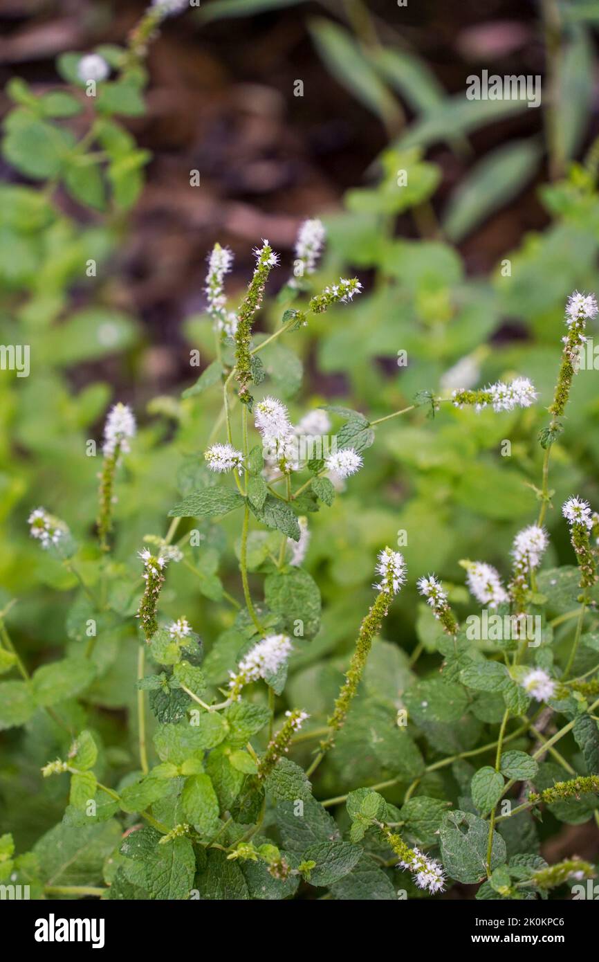 Flowering cornmon mint,Mentha arvensis, field mint, or wild mint, Spain. Stock Photo
