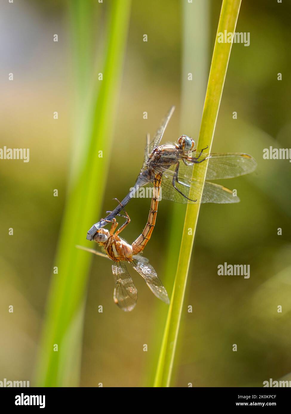 Closeup of an Epaulet skimmers, Orthetrum chrysostigma, male and female mating. on water leaf, Spain. Stock Photo