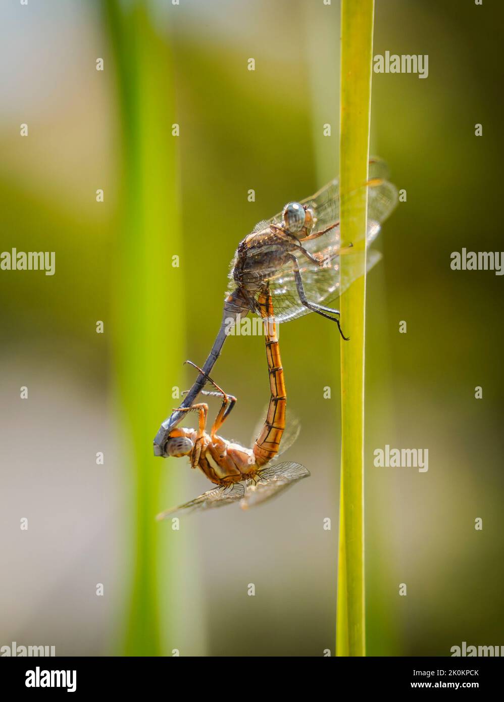 Closeup of an Epaulet skimmers, Orthetrum chrysostigma, male and female mating. on water leaf, Spain. Stock Photo