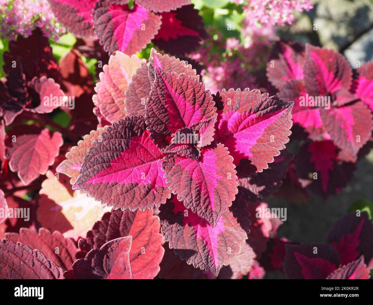 Colorful Coleus Blumei In The Garden Stock Photo - Alamy