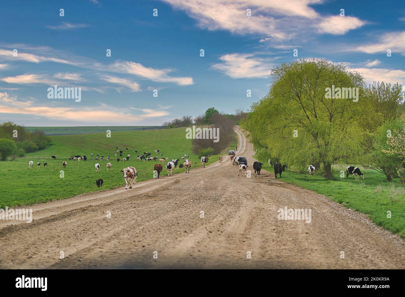 A group of cows are walking through the path Stock Photo - Alamy
