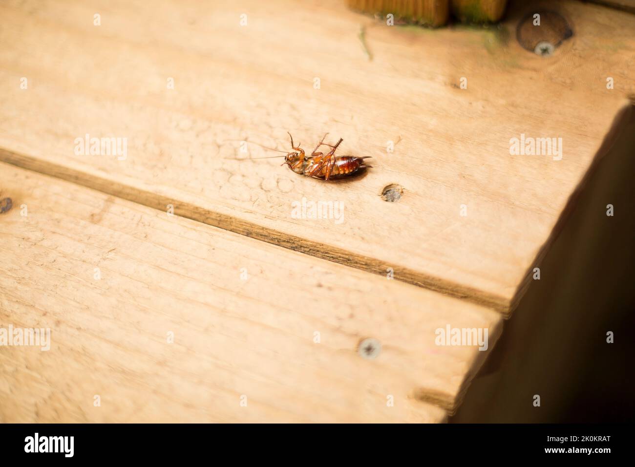 Dying cockroach on its back. Stock Photo