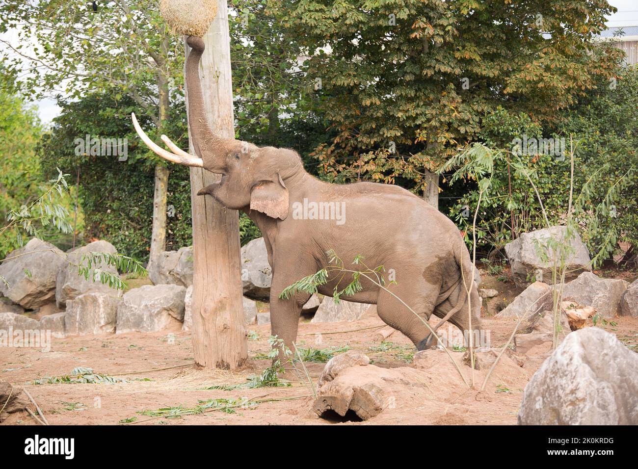 Elephant reaching with trunk to grab some food out of a sack Stock