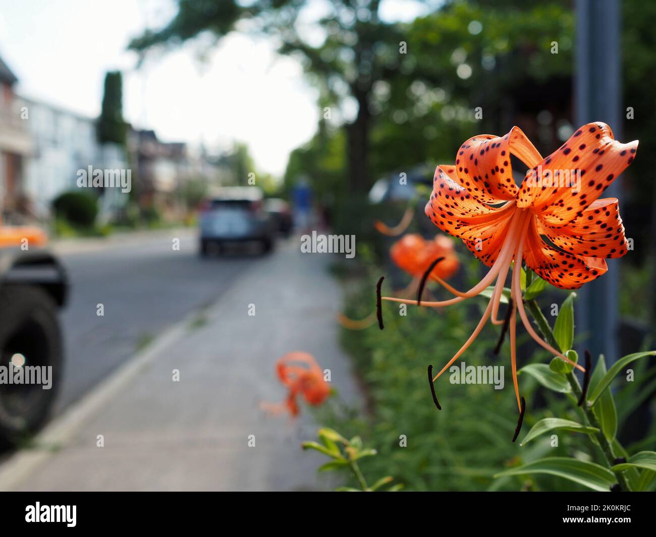 Bright orange tiger lily (Lilium lancifolium) by the side of the pavement in Ottawa, ON, Canada. Stock Photo